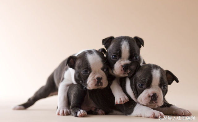 每日一狗搞笑,每日一狗二哈最新视频