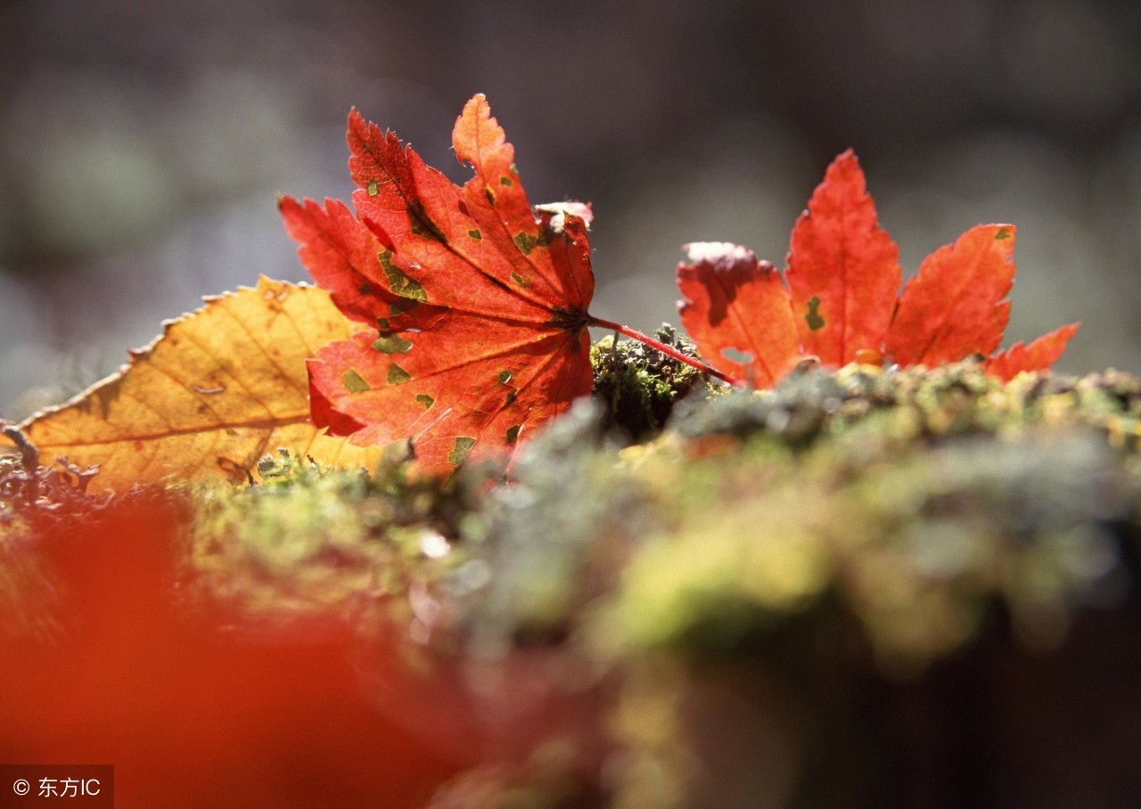 如果活不到退休年龄社保怎么办,达到退休年龄却无法领取养老金