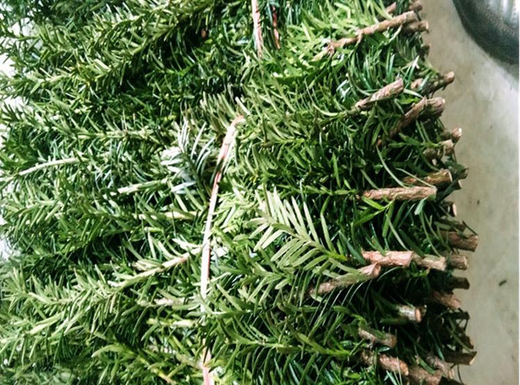 曼地亚红豆杉栽种关注事项和方法,曼地亚红豆杉怎么种植成活率最高