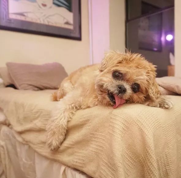 励志狗狗电影感人故事,励志狗狗逆天改命