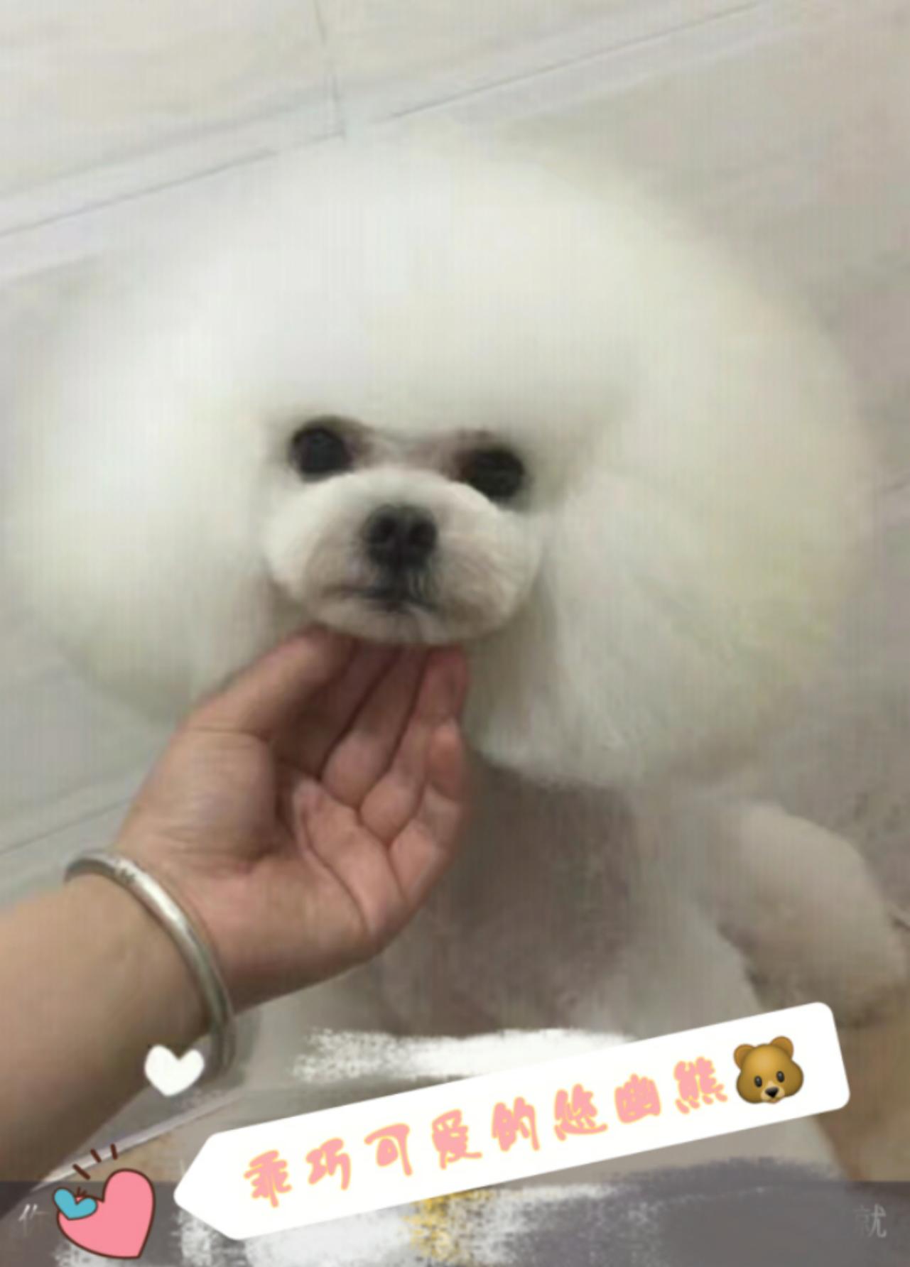 网上买狗安全吗可靠吗,在网上买狗有什么风险