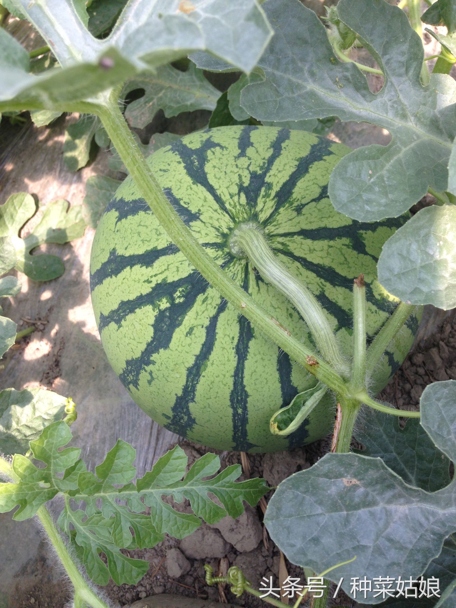 种植西瓜的方法与技术去哪里学,种植小西瓜技巧视频