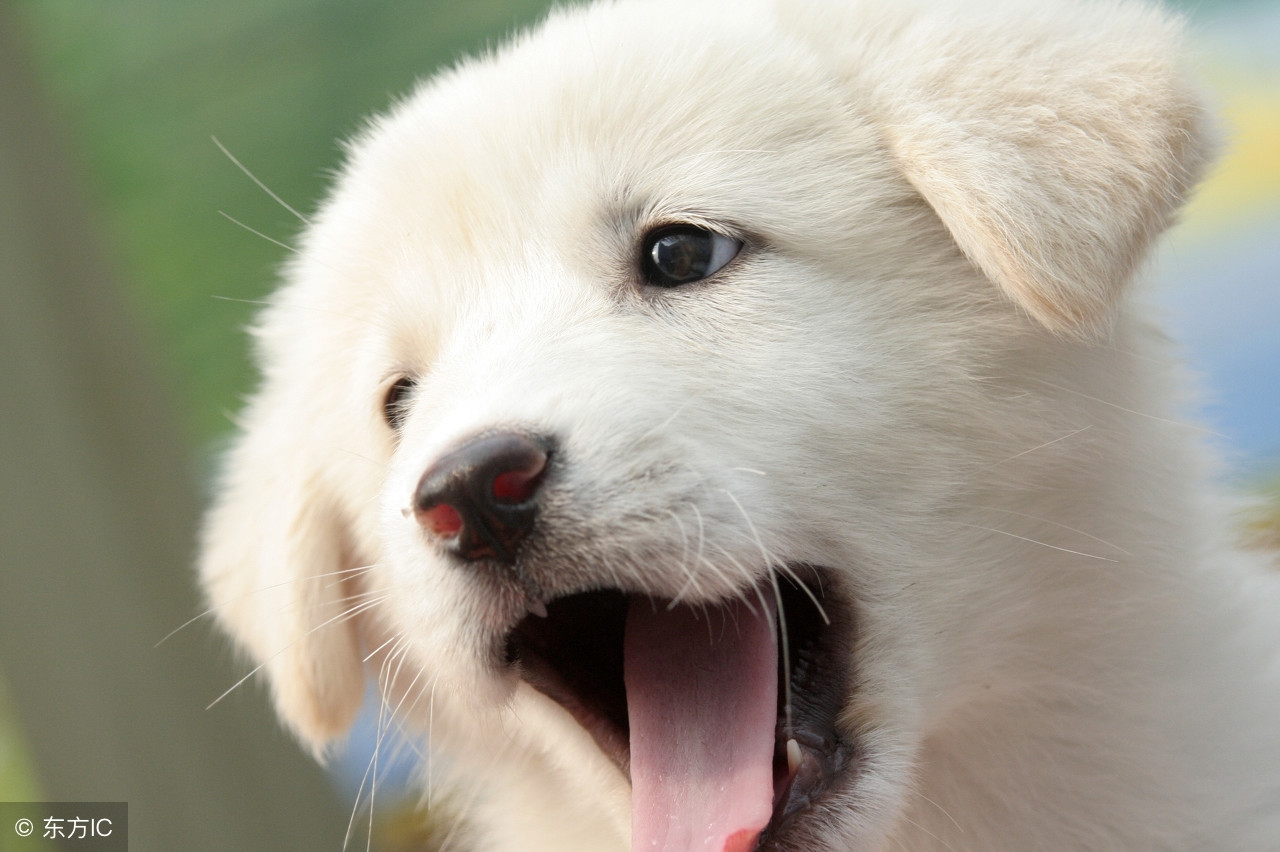 狗狗散放定点大小便,狗狗乱尿关回笼子