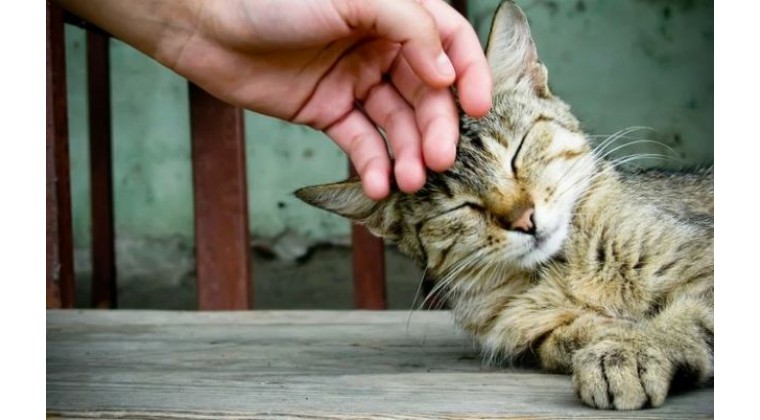 【干货】如何判断家中母猫是否急于脱单