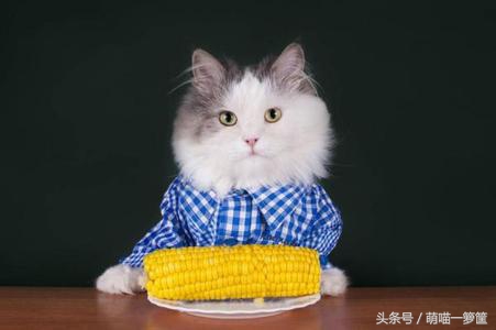 猫咪换主人不吃饭怎么办,猫咪好几天都不吃饭了怎么办