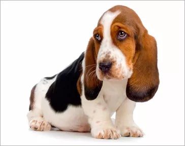 犬心丝虫怎么预防的,犬心丝虫病症状有哪些