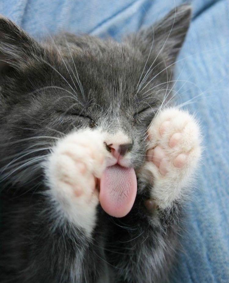 pauljoesister,pauljoe鐚挭