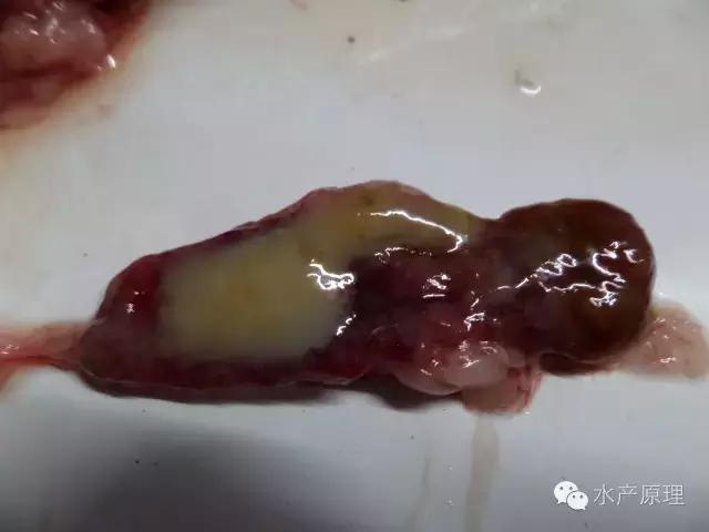 预防鱼肠炎最有效的方法,鱼类肠炎特效药