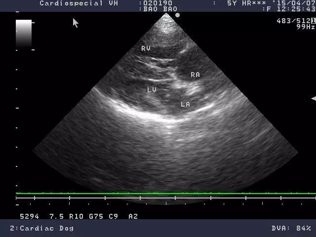 犬心丝虫怎么预防的,犬心丝虫病症状有哪些