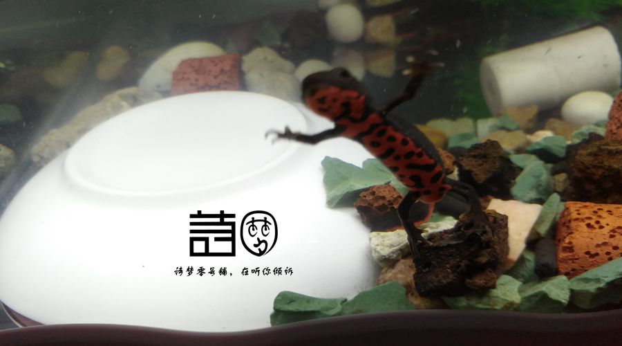 一只有梦想的中华蝾螈死在了梦想的路上