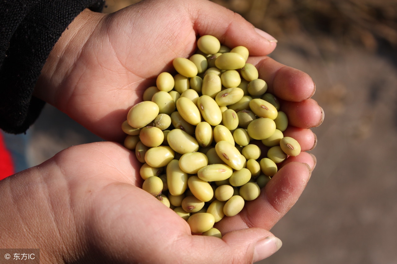 浅谈大豆,我爱农作物