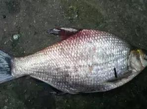 鱼类败血症病原,鱼类败血症的症状