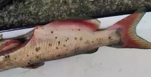 鱼类败血症病原,鱼类败血症的症状