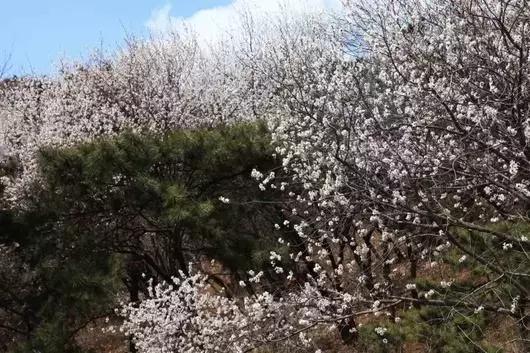 北京这38个森林公园您都去吗？先收藏了，有空咱们玩个遍！