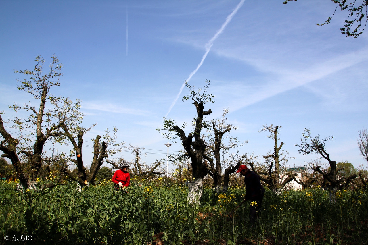 农业项目怎样才能拿到补贴,农业项目如何获取国家补贴资金