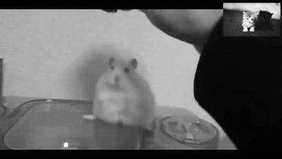 饿死事小面子事大,饿死事极小失节事极大谁说的