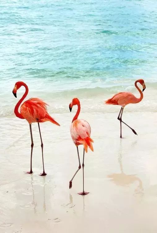 骨灰级干货史上最全海岛签证汇总 (骨灰级海岛自由行签证)