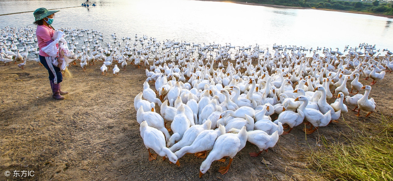 产蛋高峰料量是多少,产蛋高峰后关注什么