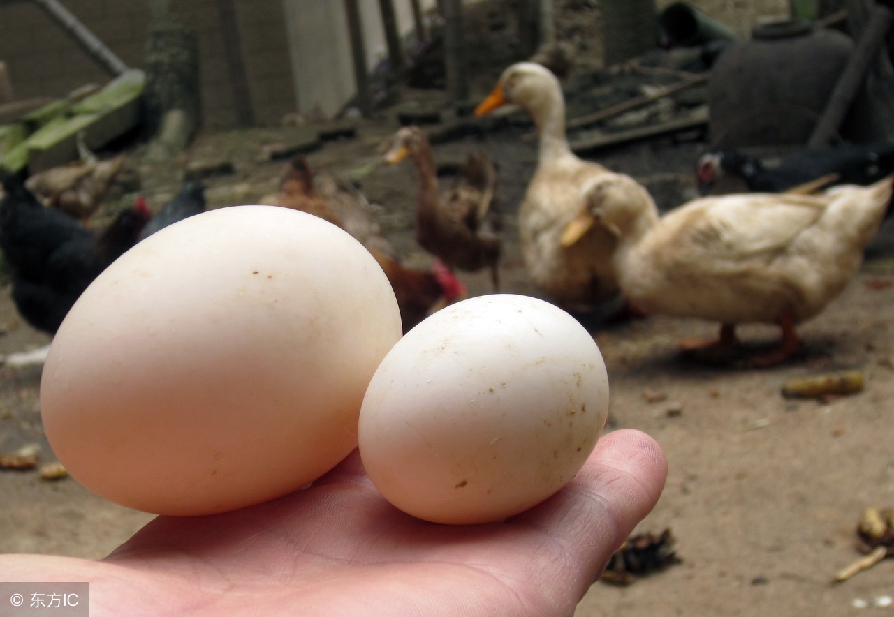 产蛋高峰料量是多少,产蛋高峰后关注什么