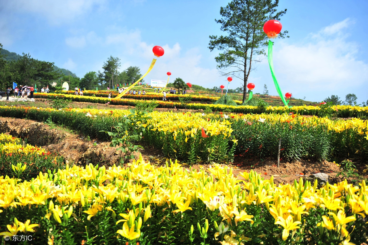 农业项目怎样才能拿到补贴,农业项目如何获取国家补贴资金