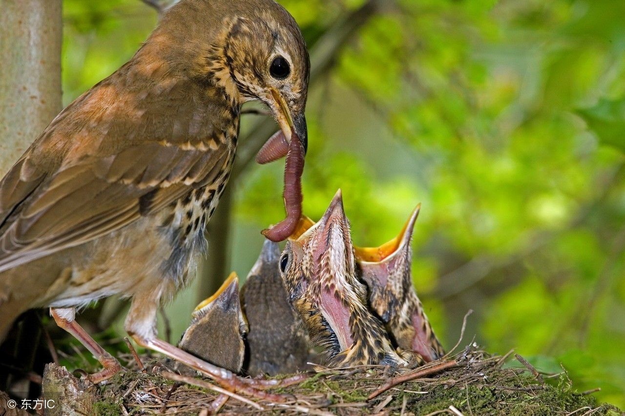 人类唾液冷知识,人每天吞口水580次冷知识