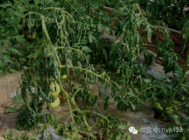 得了大面积的青枯病能缓过来么,如何早期识别青枯病