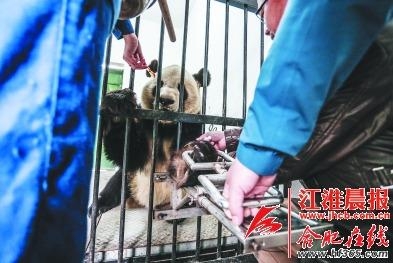 动物园动物体检,大熊猫抽血视频