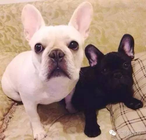 想不到，狗狗的耳型有这么多种！