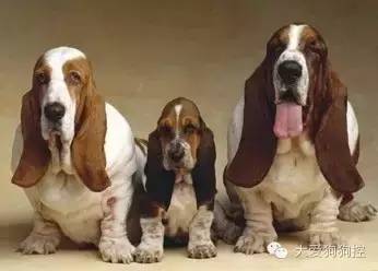 想不到，狗狗的耳型有这么多种！