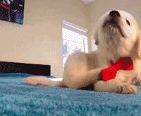 想不到，狗狗的耳型有这么多种！