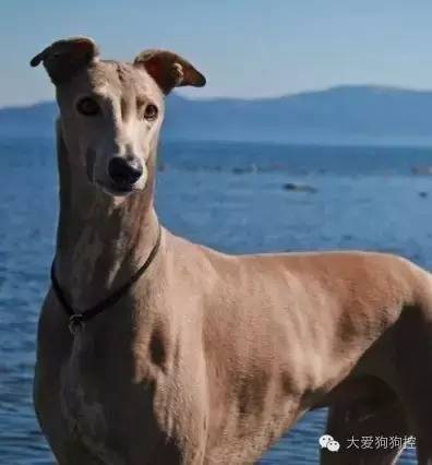 想不到，狗狗的耳型有这么多种！