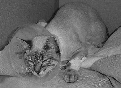 猫咪不会说话只会叫,猫咪虽然不会说话但是却什么都懂