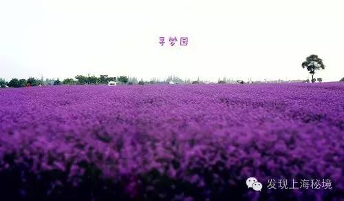 赏花上海植物园,赏花需要的是什么