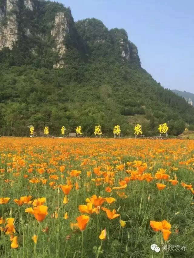 宜昌花海推荐,宜昌6月份花海景点有哪些