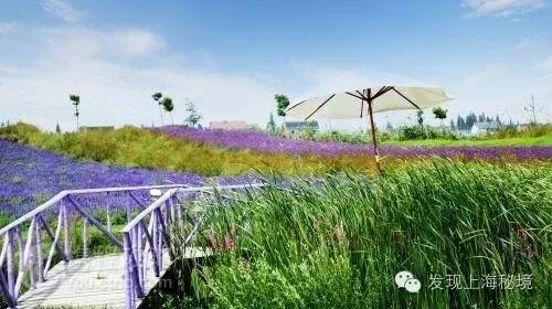 赏花上海植物园,赏花需要的是什么