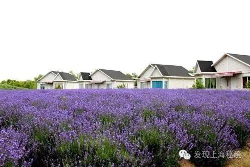 赏花上海植物园,赏花需要的是什么