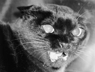 猫咪不会说话只会叫,猫咪虽然不会说话但是却什么都懂