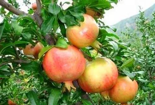 老家院落里的石榴树,老家小院里的石榴