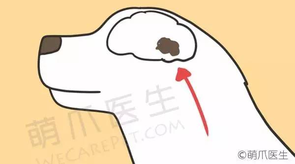 狗狗见女主人癫痫发作,狗狗癫痫一小时发作10次