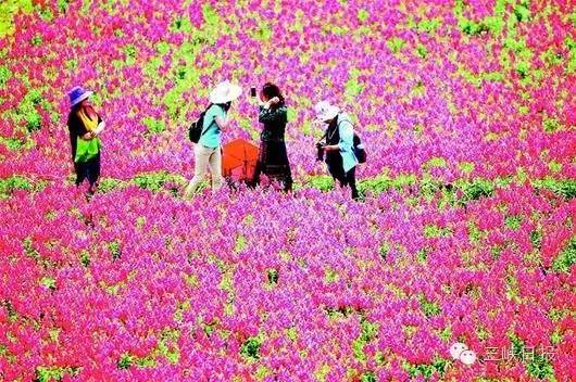 宜昌花海推荐,宜昌6月份花海景点有哪些