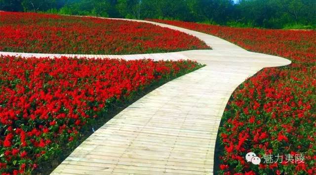 宜昌花海推荐,宜昌6月份花海景点有哪些