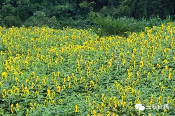 宜昌花海推荐,宜昌6月份花海景点有哪些