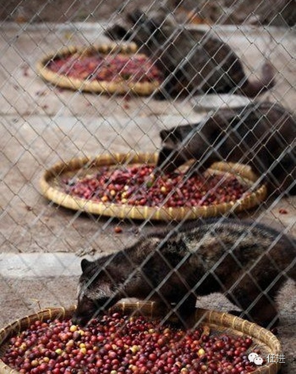 这货也是奢侈品？