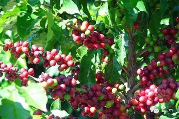 这货也是奢侈品？