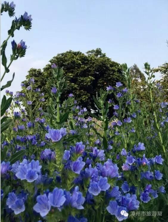 杭州西溪生态公园,西溪郊野公园好玩吗