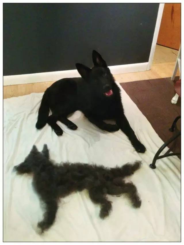 满房间都是猫毛怎么办,满屋子全是猫毛