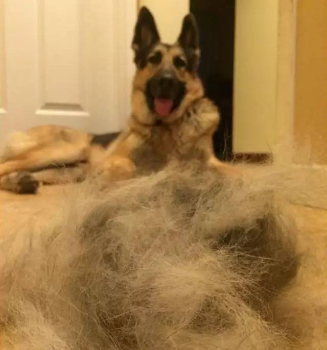 满房间都是猫毛怎么办,满屋子全是猫毛