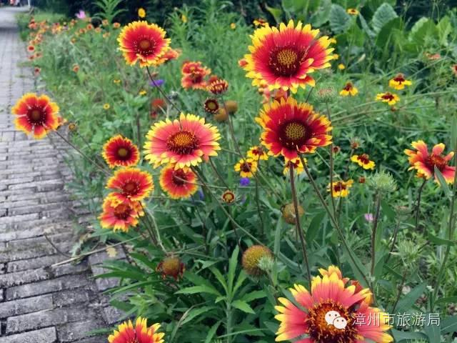 杭州西溪生态公园,西溪郊野公园好玩吗