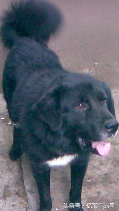 中华田园犬纪录片黑子,07年中华田园犬黑子