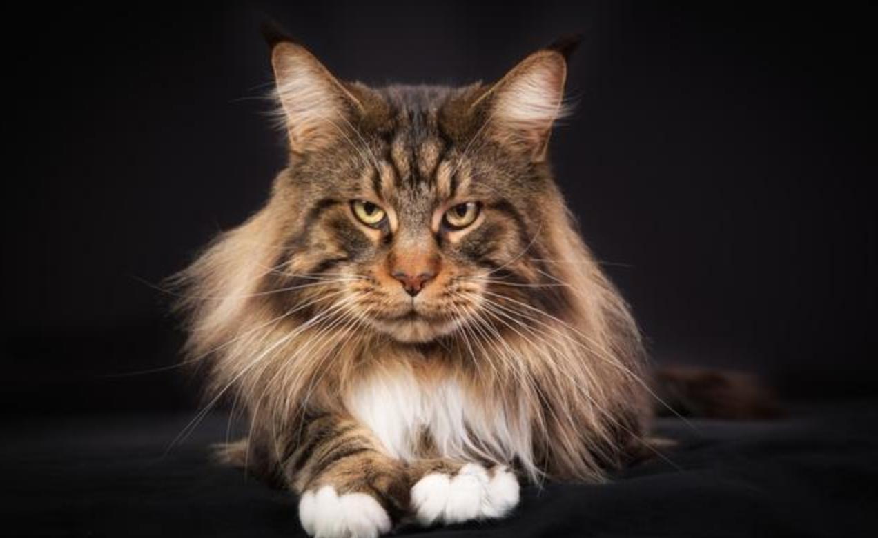 最受欢迎的十大英短猫,全世界最受欢迎的猫品种排名